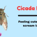 Cicada Puns