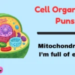 Cell Organelles Puns