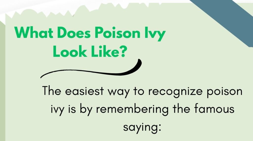 What Does Poison Ivy Look Like?