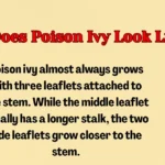 What Does Poison Ivy Look Like